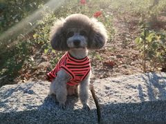 -达爱动物医院·犬猫分区·CT·复杂眼科(远洋山水分院)