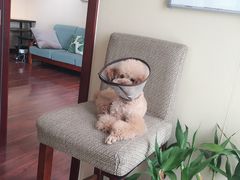 -骐奇宠物诊疗中心(南亭公路店)