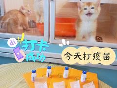 -十年猫舍·猫咪专门店(普陀店)