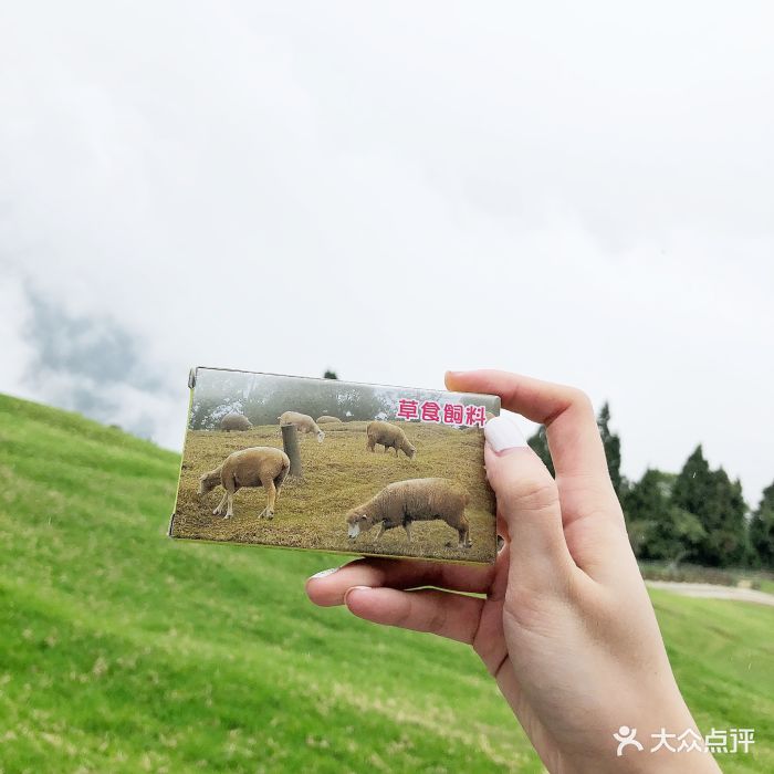 清境农场之青青草原-图片-南投景点门票-大众点评网