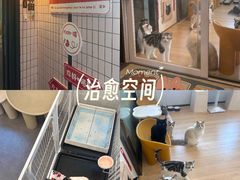 -有喵·猫咖·狗咖·30几只猫10只小狗(岗厦店)
