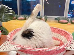 -Cappucimeow猫咪咖啡馆(韦伯时代店)
