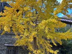 -金鼎雪山牦牛杂火锅(理县总店)