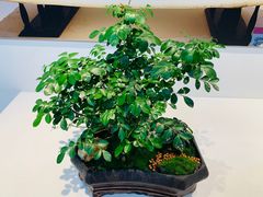 -东平国家森林公园