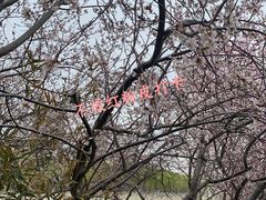 -桃花堤公园