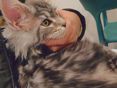 -萌兽医馆·犬猫专科·眼科中心·宠物医院(朝阳门分院)