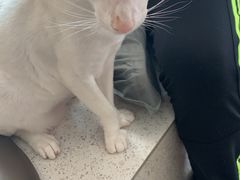 -飞行喵MR PILOT|猫舍·猫咖(静安大融城店)