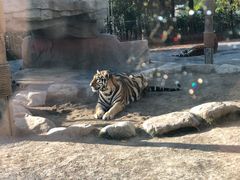 -上海野生动物园老虎餐厅