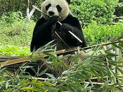 -都江堰中华大熊猫苑