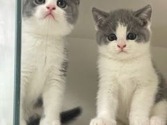 -lincat·猫舍(广州店)