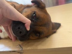 -瑞鹏宠物医院·超声·骨科·奇麟分院(蜀都万达店)