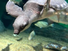 -上海海洋水族馆