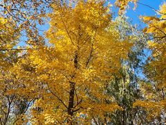 -遵化市禅林寺古银杏风景园