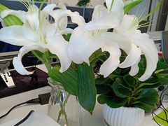-曲阳花鸟市场(曲阳路店)