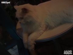 -Babycat私家御饼屋(龙头路一店)