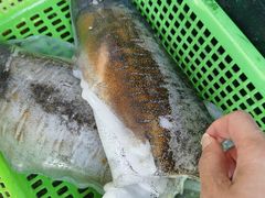 -外伶仃岛海鲜市场