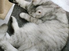 -喵园·猫主题咖啡厅·撸猫·猫咖(国贸店)