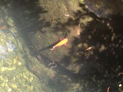 -上海浦东星河湾酒店