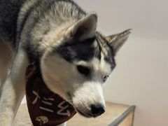 -Husky Go! 哈士奇体验馆·宠物咖啡厅狗咖
