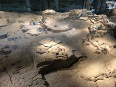 -自贡恐龙博物馆