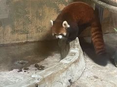 -深圳野生动物园