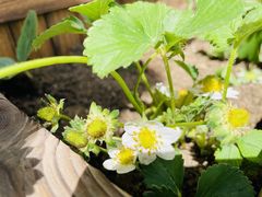 -蓝莓果幼儿园(通州梨园店)