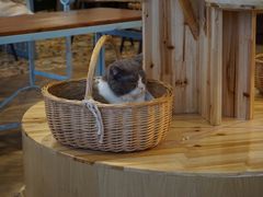 -共舞时光猫咖·狗咖(新街口店)