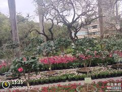 -金花茶公园