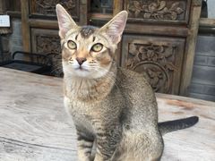 -喵屿·大理花园猫咖