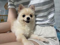 -翊宠yipet猫狗购宠庄园犬舍•猫舍