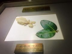 -上海昆虫博物馆
