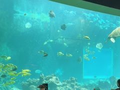 -海棠湾洲际-涛·海底餐厅·美人鱼·自助餐·海底隧道