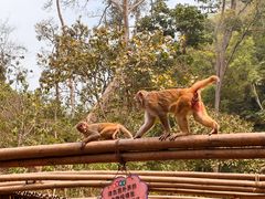 -西双版纳原始森林公园