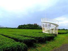 -雪绿茶博物馆