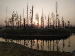 -白鹭湾湿地公园