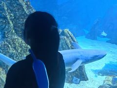 -海合安成都极地海洋公园