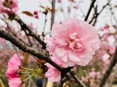 -天适樱花悠乐园