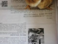 -蒲河大集