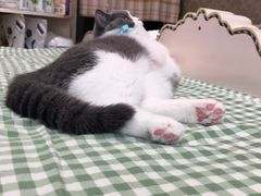 -东方名猫馆·英短金渐层布偶猫舍(环线广场1号楼店)