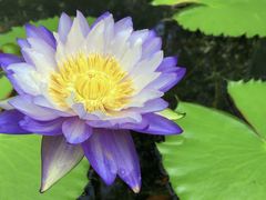 -上海辰山植物园