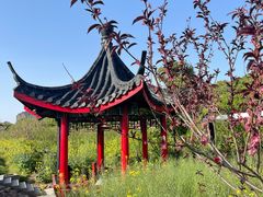 -南汇桃花村