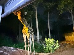 -清迈夜间动物园