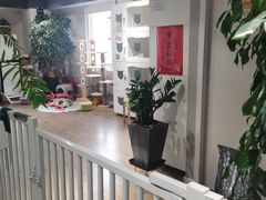 -东方名猫馆·英短金渐层布偶猫舍(环线广场1号楼店)