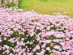 -春花秋色城市公园