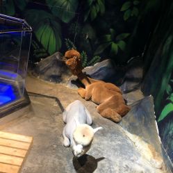 -未来动物城动物主题公园(大悦城店)