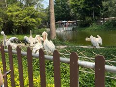 -深圳野生动物园