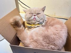 -猫小院猫主题餐厅(南锣旗舰店)