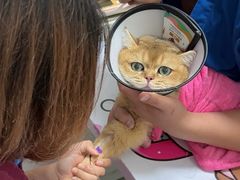 -伟伟宠物医院·瑞派猫友好医院·猫科(光谷店)