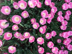 iphone_upload_pic-石家庄市植物园
