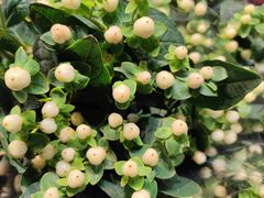 -循礼门鲜花花市(武汉循礼门店)